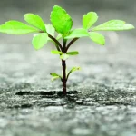 Aprendendo com a dor: Como a resiliência nos fortalece