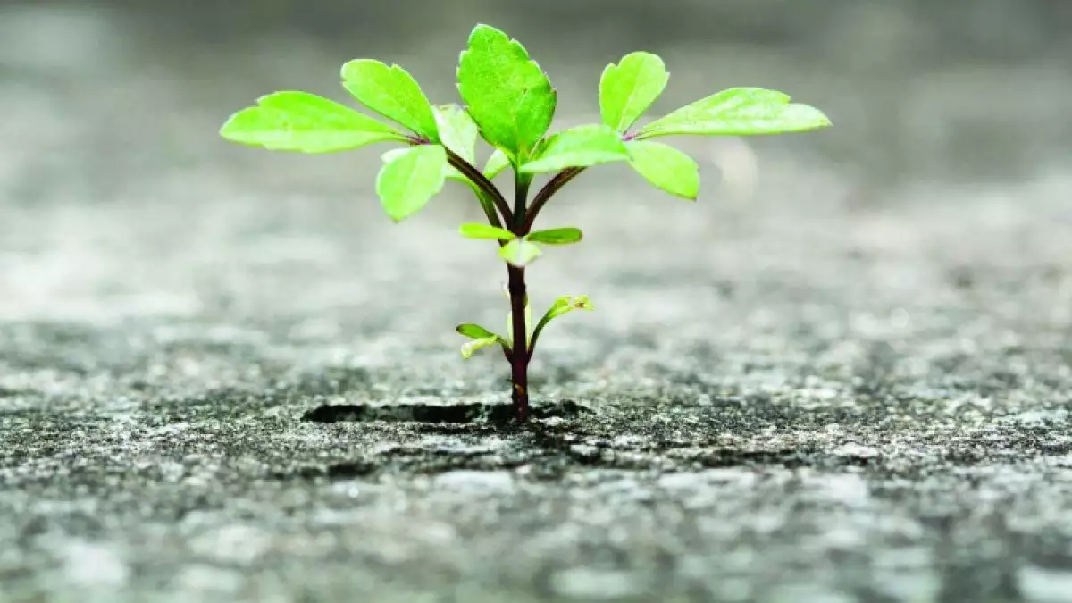 Aprendendo com a dor: Como a resiliência nos fortalece